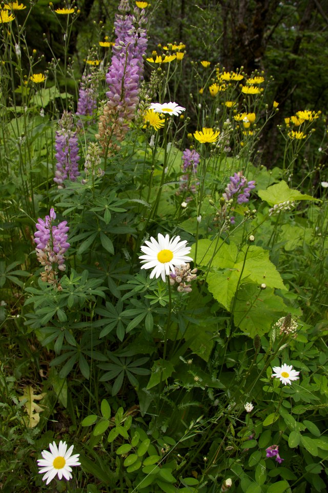 Flowers of many colors.